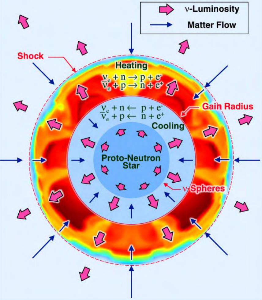 Diagram of core collapse supernova anatomy