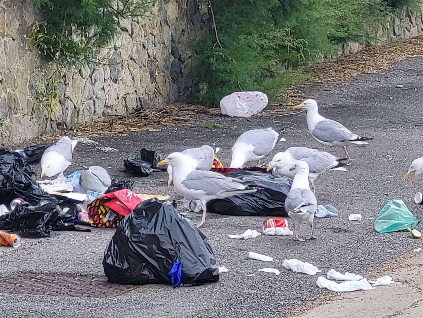 This morning seagulls were seen searching for food in the rubbish. Image: Liam Godfrey