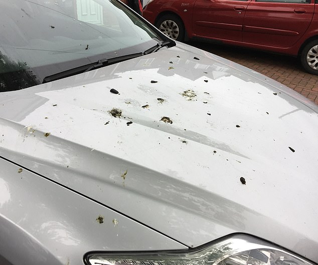 Mr Palmer complained that the bird droppings (pictured on his car) falling from the tree posed a health hazard