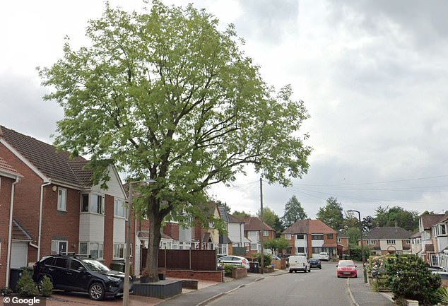 Mrs Palmer admitted she had paid a tree surgeon to remove the imposing ash tree (pictured) because it was blocking drains and regularly banging against her Shirley home, waking her daughter.