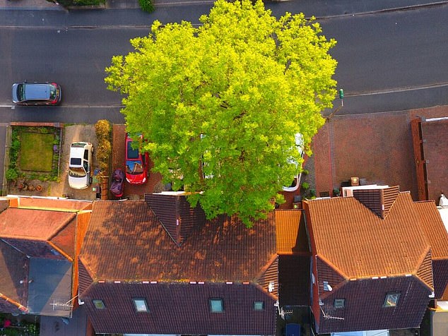 This aerial photo shows how close the ash tree was to the Palmers' house