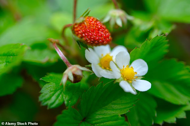 Wild strawberries can “learn” to associate light with nutrient patches