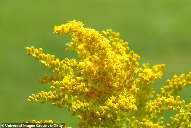 A recent study at Cornell University found that when goldenrods are eaten by beetles, they release a chemical that tricks the insects into thinking the plant is damaged and a poor food source - causing nearby goldenrods to do the same.